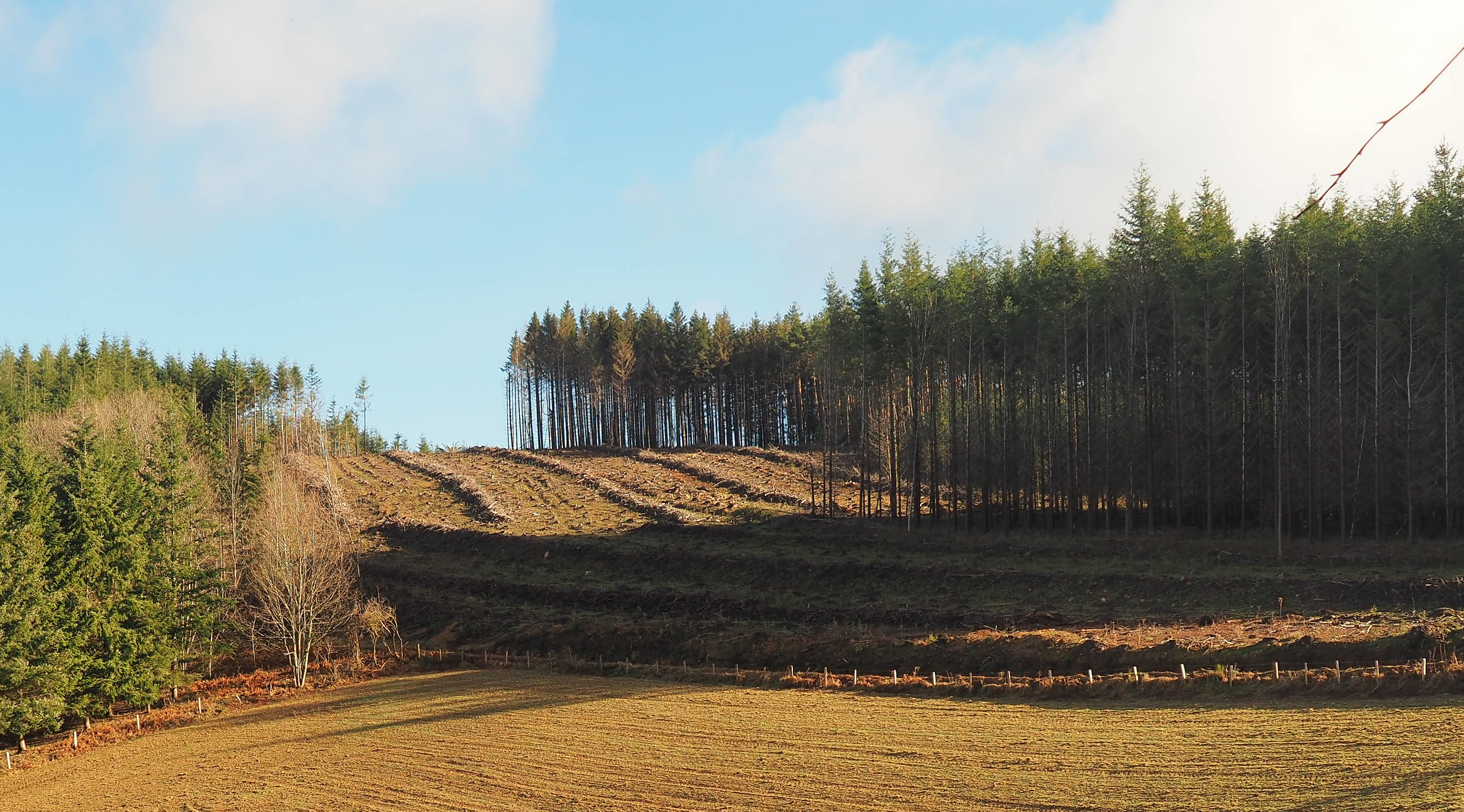 forêt dévastée